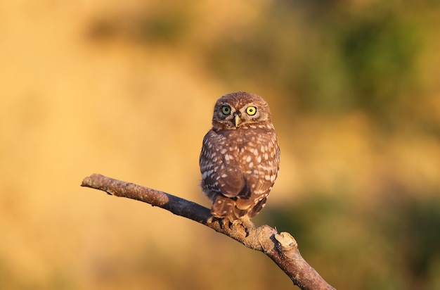 Funny chick of little owl