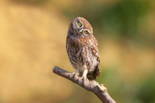 Funny chick of little owl