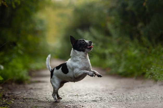 Funny chihuahua dog funny jumping in the park