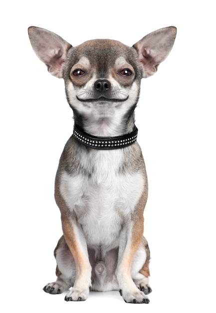 Funny chihuahua dog looking and smiling