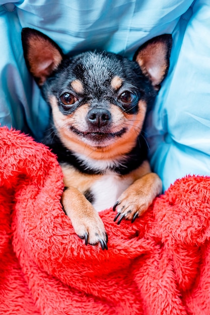 ベッドの枕の上で寝ている面白いチワワ犬。チワワは枕の上の毛布の下で眠ります。