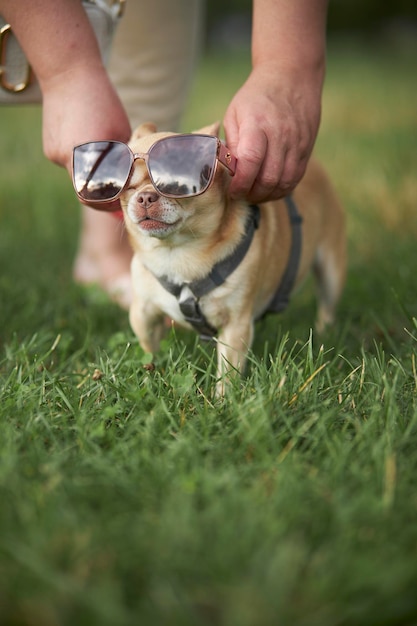 サングラスで面白いチワワ犬。チワワ犬種の赤毛の滑らかな髪の犬が歩く