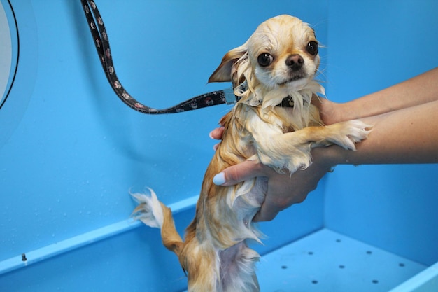 Funny chihuahua dog with wet fur standing in a bathroom after bathing and washing in grooming salon.