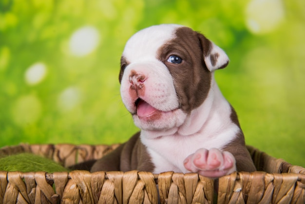 面白いチョコレート茶色のアメリカンブリーの子犬の犬は、緑の自然の背景にバスケットにあります