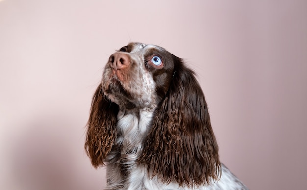 funny chocolate young Russian spaniel looking up. close up portrait.