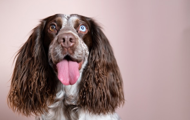 funny chocolate young Russian spaniel with different colours eyes. close up portrait.