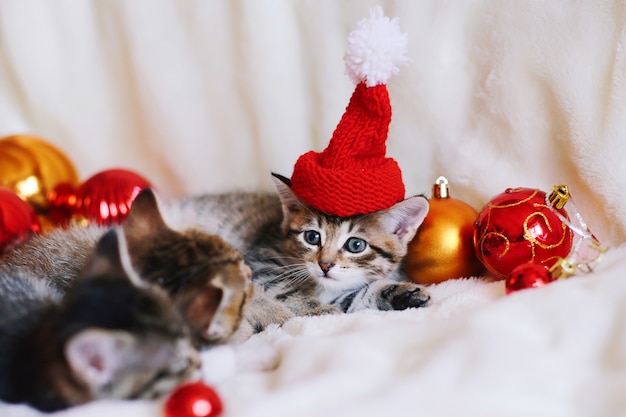 Funny Christmas kitten in bright red Santa hat. 