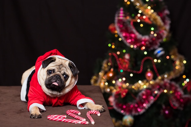 Забавный рождественский мопс с леденцовой тростью сидит в костюме Санта-Клауса возле новогодней елки