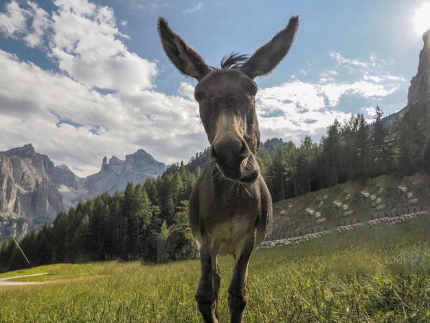 Funny close up donkey portrait in dolomites