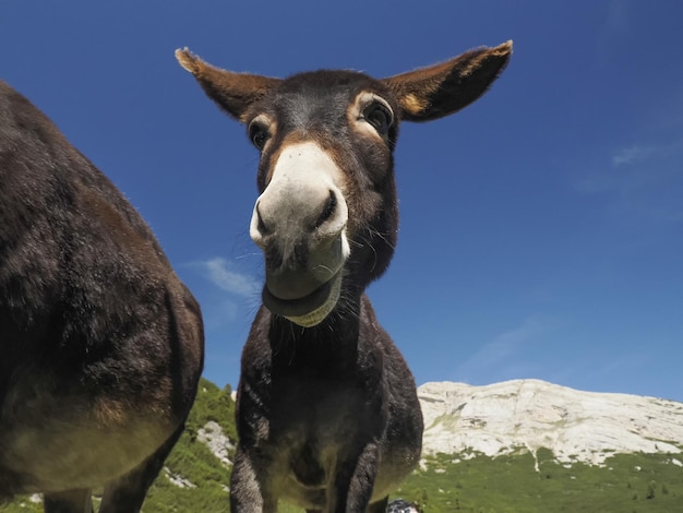 Funny close up donkey portrait