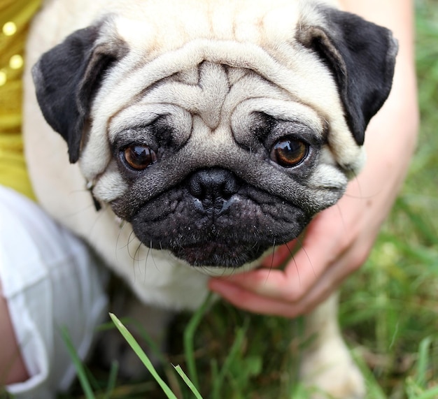 Funny closeup of a cute mops portrait