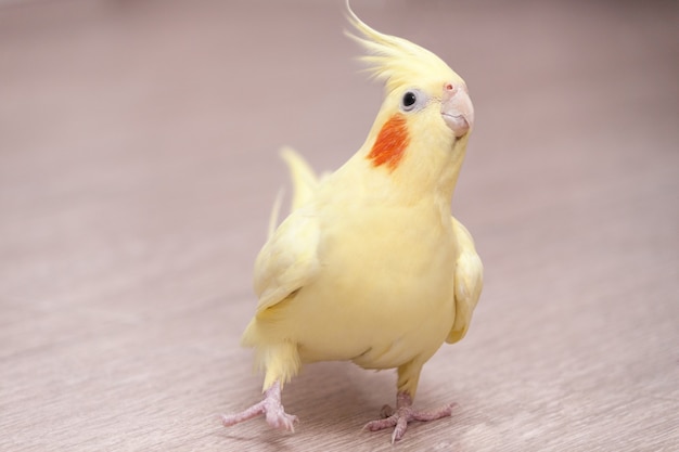 Funny cockatiel yellow parrot on the floor at home.