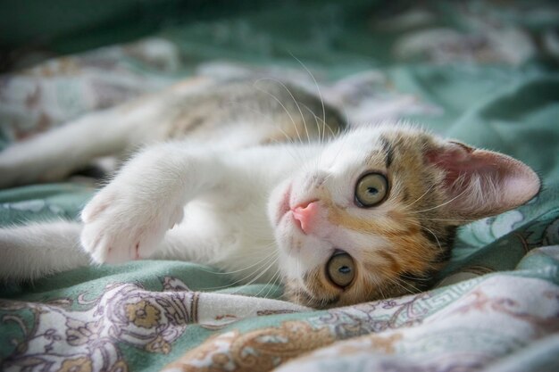 A funny coloured cat stretches out on the bed