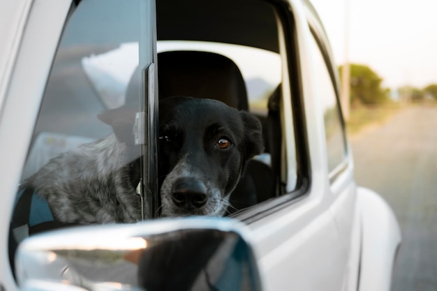 Funny concept of dog looking out the window of a classic car at sunset