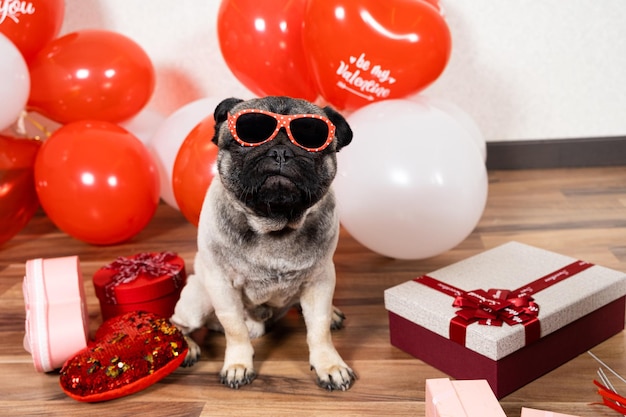 A funny cool pug with glasses celebrates Valentine's Day