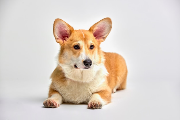 Funny corgi pembroke in studio in front of a white background