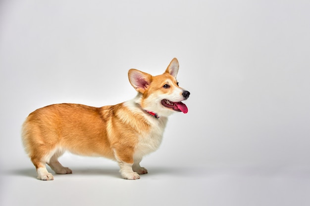 Funny corgi pembroke in studio in front of a white background