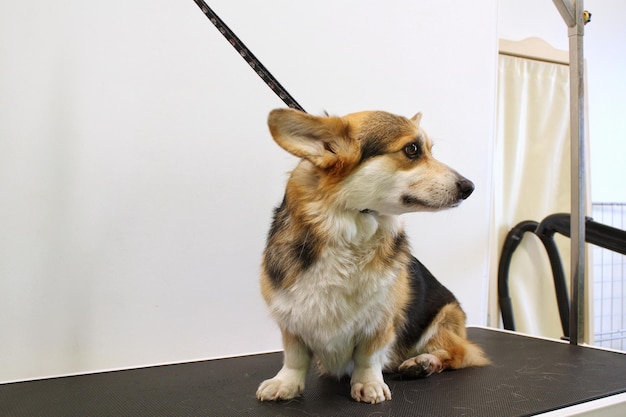 Funny corgi welsh pembroke dog with safety belt standing on dog
grooming table in salon. pet care, w