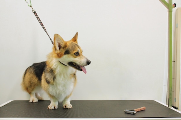 Funny corgi welsh pembroke with safety belt standing on dog grooming table in salon. Proffesional se