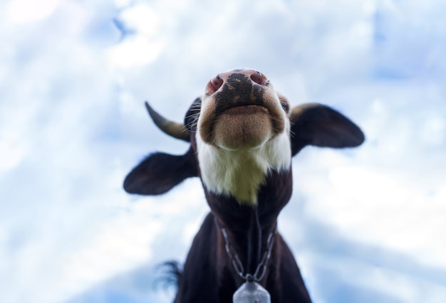 Funny cow on a sky looking to a camera. Fun cows head grazing at field. Curious dairy cow