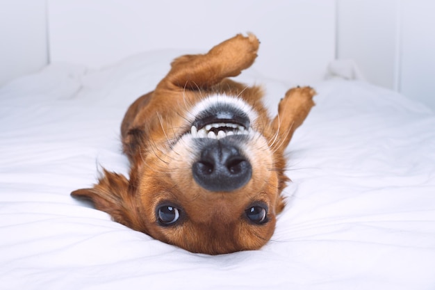 Смешная сумасшедшая коричневая собака лежит на спине на белой кровати Счастливая игривая такса веселится