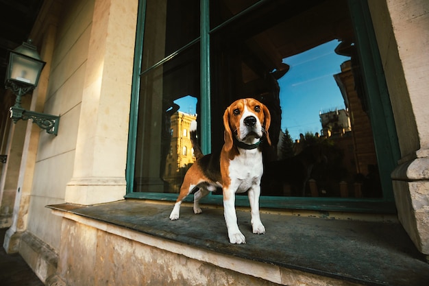 Funny curios dog standing on windowsill and looking at camera