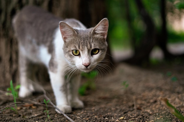 白とグレーの面白い好奇心旺盛な猫が屋外でくつろいで遊んでいます。