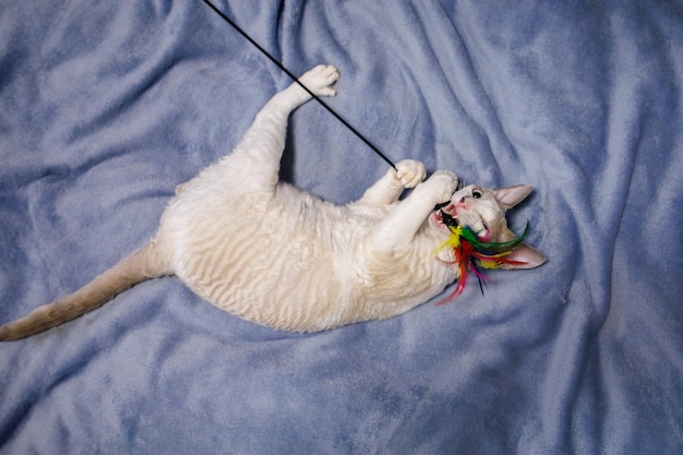 Funny curlyhaired kitten who lies on a plaid has grabbed a feather toy with his teeth