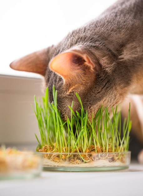 Funny cute adult abyssinian blue cat Cute Abyssinian bluebeige cat eats grass for the stomach health of pets on the windowsill Concept of pet care and healthy food for domestic cats