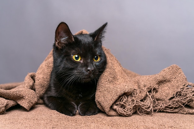 Funny cute black cat with yellow eyes lies on sofa covered with blanket on gray background looks to ...