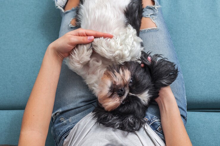 面白いかわいい犬が少女の膝のソファに座っています。