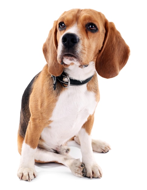 白で隔離される面白いかわいい犬
