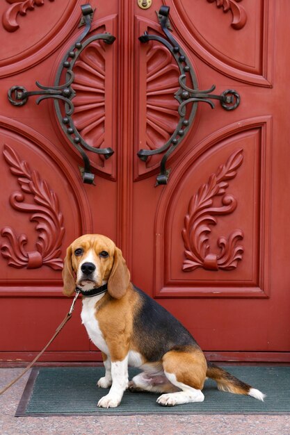 Funny cute dog near door at home