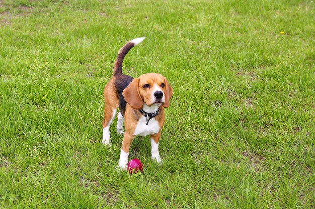 公園で面白いかわいい犬