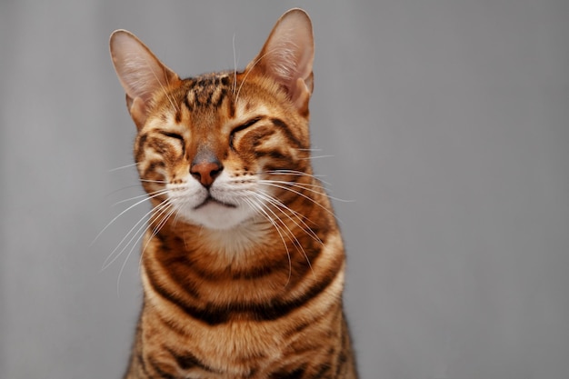 Funny cute ginger striped bengal cat on gray background,
sitting,narrowing eyes.satisfied,happy pet,animal.copy space for
text.