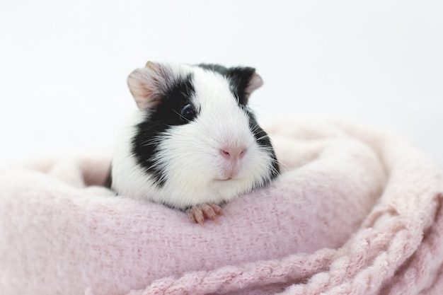 Funny cute guinea pig hiding in a knitted woolen pink scarf