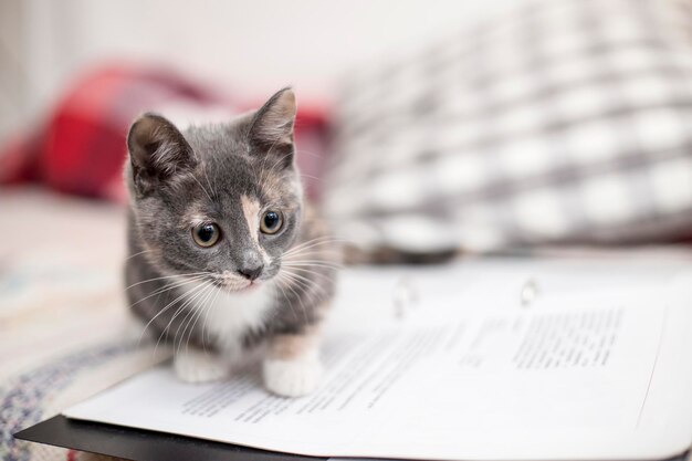 Funny, cute kitten tricolor with a clever look sitting on the notebook.