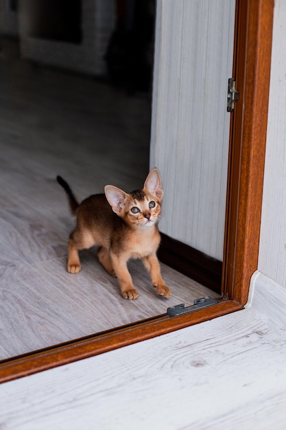 Funny cute little ginger abyssinian Kitten cat lying on white rug in the laundry basket