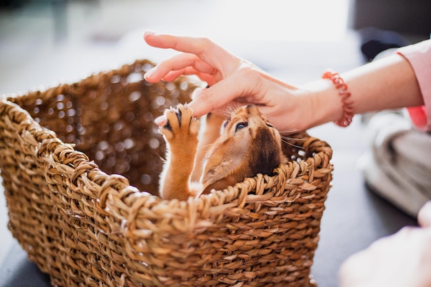 Funny cute little ginger abyssinian Kitten cat playing with woman's hand in wicker brown basket