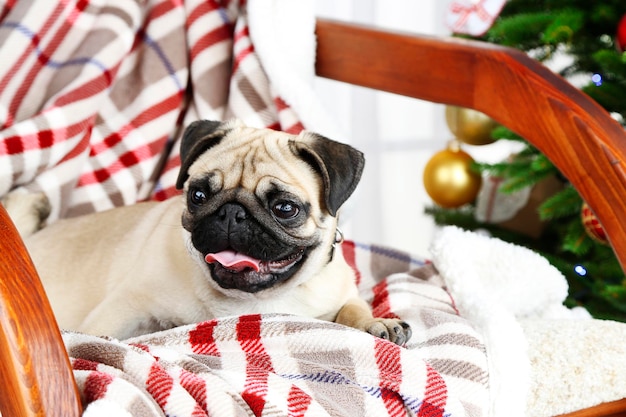 Funny, cute and playful pug dog on rocking chair near Christmas tree on light background