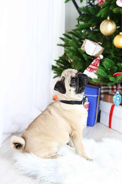 クリスマス ツリーの近くの白いじゅうたんの上の面白い、キュートで遊び心のあるパグ犬