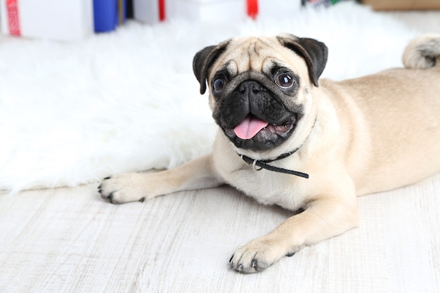 Carlino divertente, carino e giocoso sul tappeto bianco