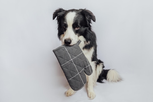 Funny cute puppy dog border collie holding kitchen pot holder oven mitt in mouth isolated on white b...