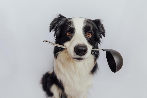 Funny cute puppy dog border collie holding kitchen spoon ladle in mouth isolated on white background...
