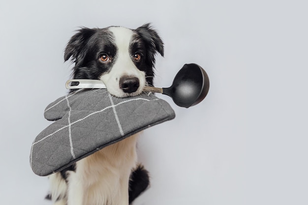 Funny cute puppy dog border collie holding kitchen spoon ladle pot holder in mouth isolated on white