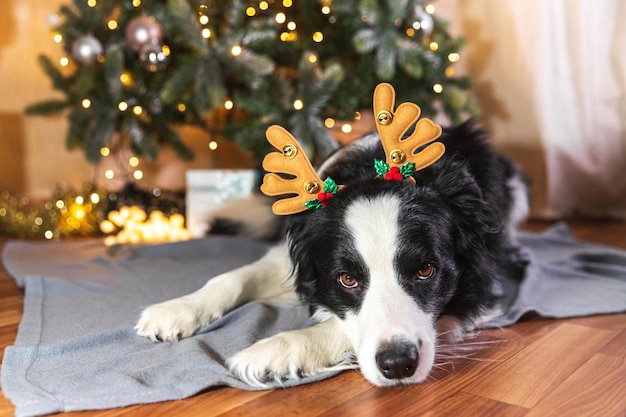 Funny cute puppy dog border collie wearing christmas costume deer horns hat lying down near christma