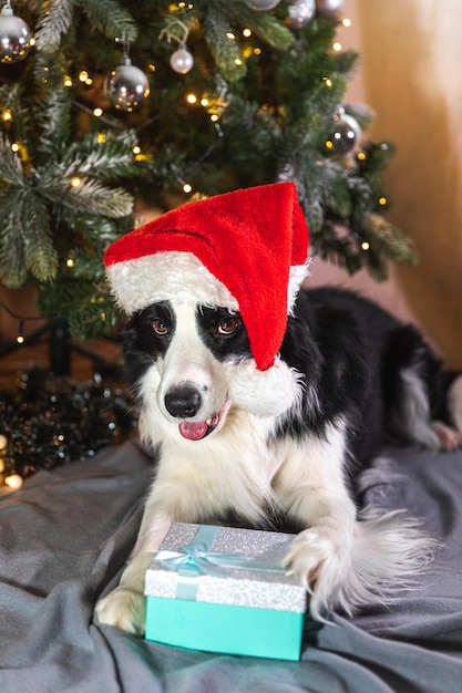 Funny cute puppy dog border collie wearing christmas costume red santa claus hat with gift box lying