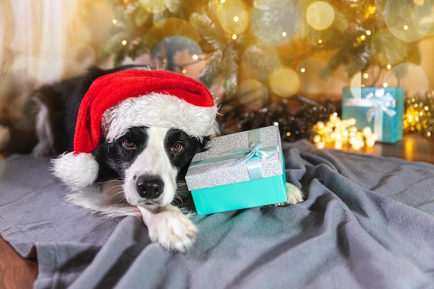 Funny cute puppy dog border collie wearing christmas costume red santa claus hat with gift box lying