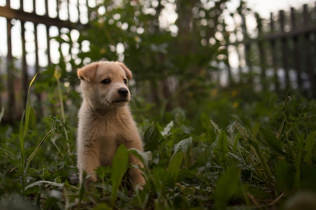 面白くてかわいい子犬は、緑の草の夕日に座っています