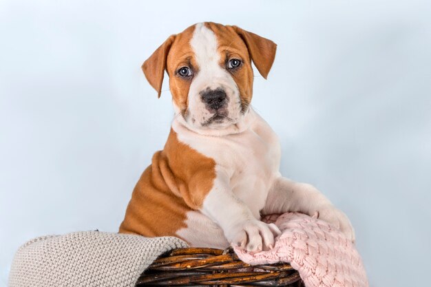 バスケットに座っている面白いかわいい子犬